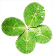 Loading leaf